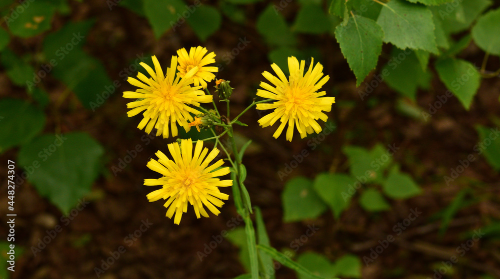 yellow forest flower in summer yellow forest flower in summer