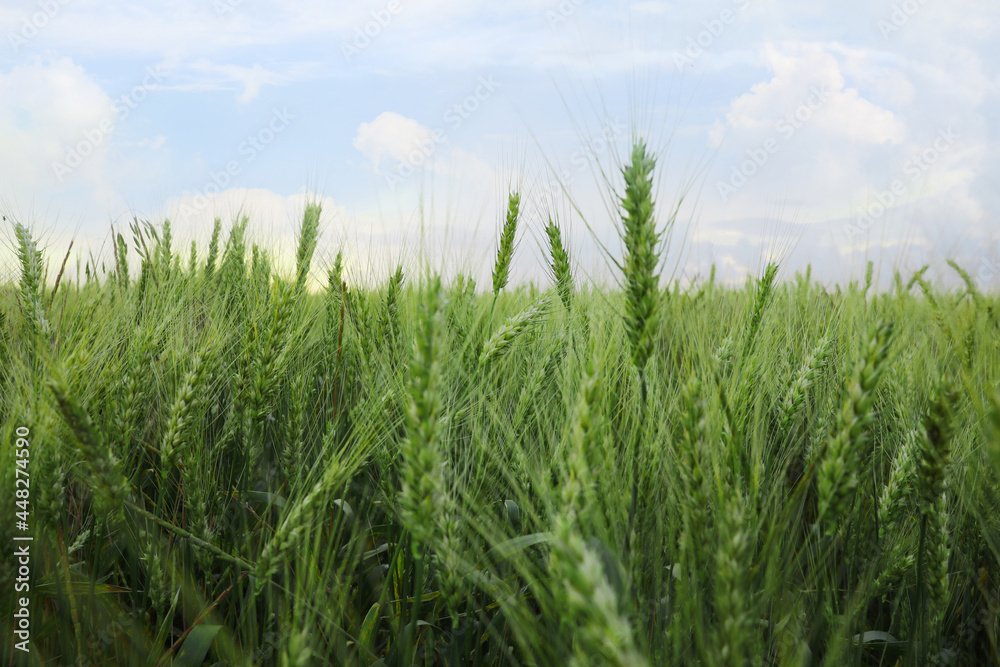 Beautiful view of field with ripening wheat Beautiful view of field with ripening wheat