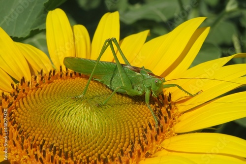 Big green locust on sunflower in the field, closeup