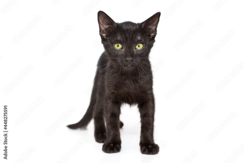 Small black kitten of 3 months Small black kitten of 3 months
