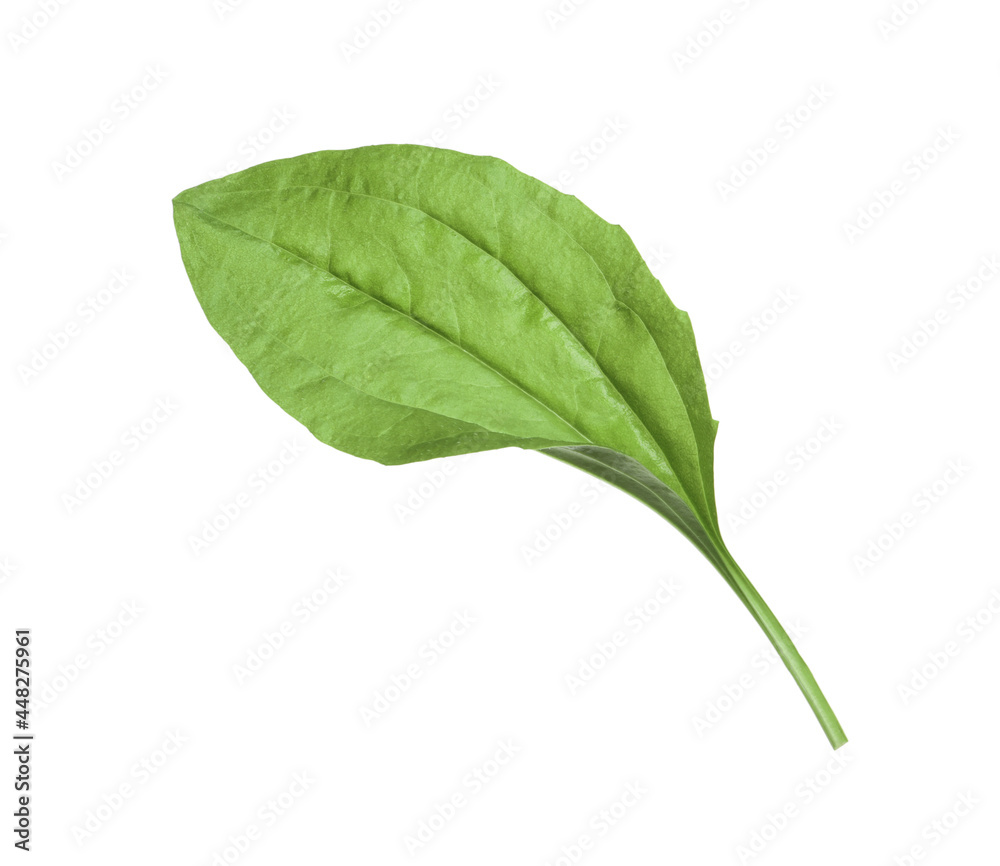 Fresh green broadleaf plantain leaf isolated on white Fresh green broadleaf plantain leaf isolated on white