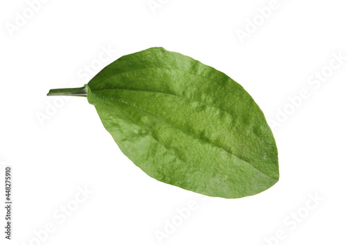 Fotografie Fresh green broadleaf plantain leaf isolated on white