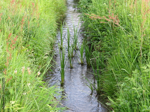 stream water boiling natural green transparent river