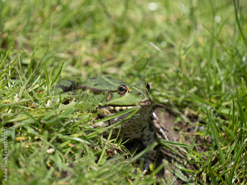 Marsh Frog In Grass