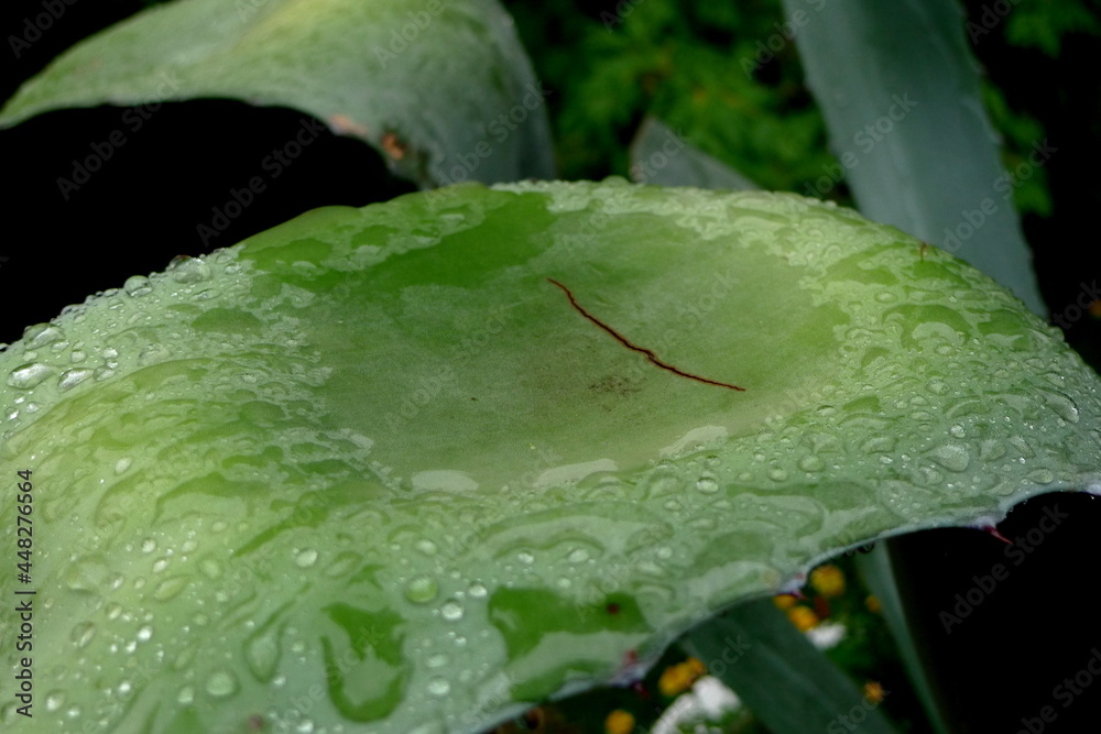 water drops on a leaf water drops on a leaf