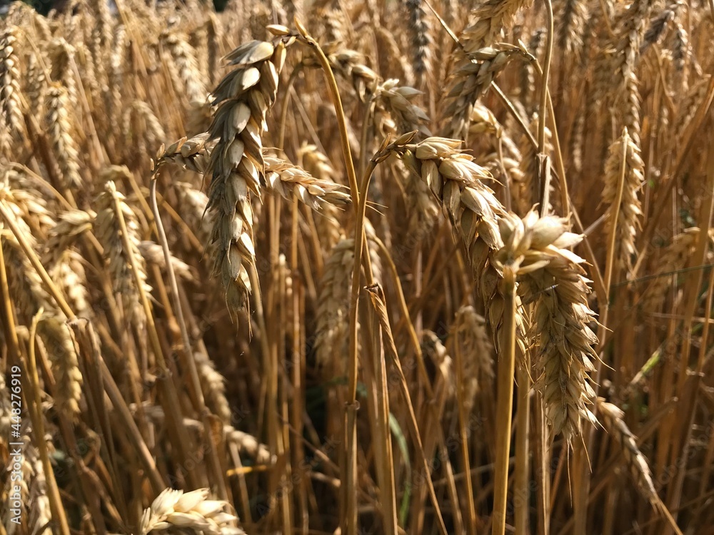 Fototapeta premium Korn