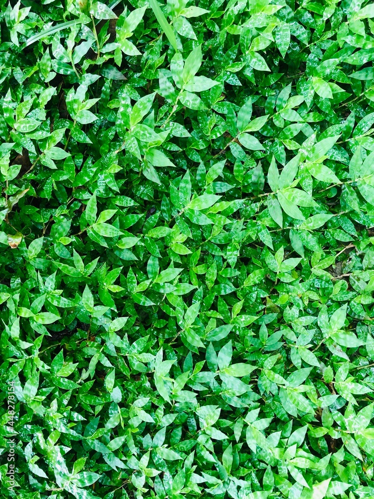 Obraz premium green leaves background