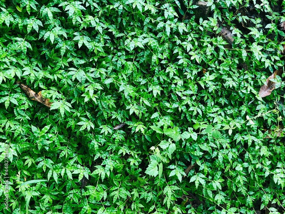 Fototapeta premium green background