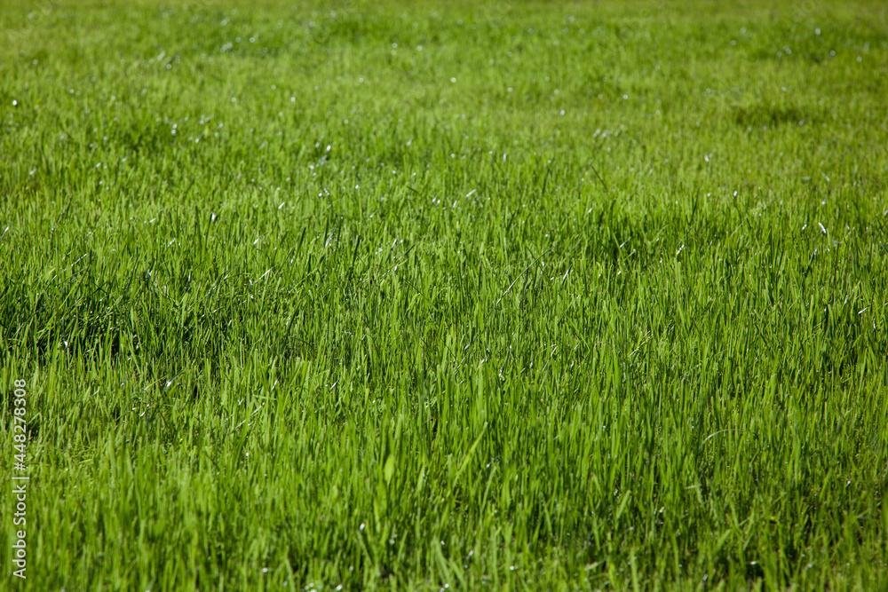 Bright green cropped grass background. Fresh texture of the lawn close up. Bright green cropped grass background. Fresh texture of the lawn close up.