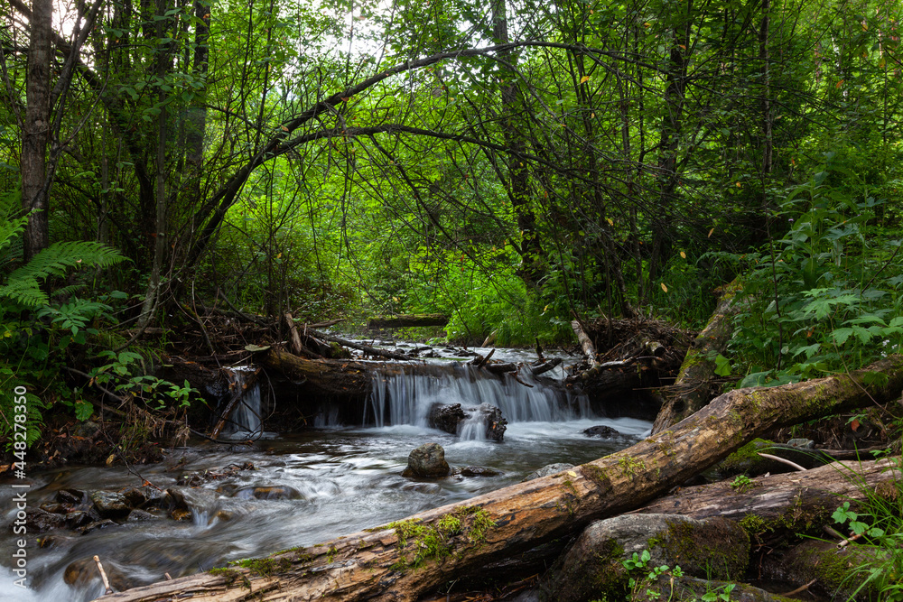 Forest stream with a waterfall in Siberia. A stream flowing through the forest.