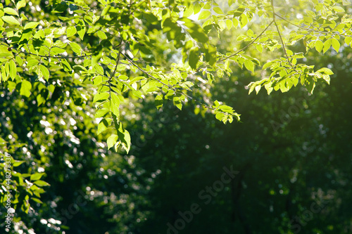 Bright green foliage illuminated by the sun on a blurred dark background. Leaf background
