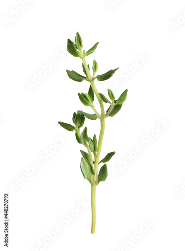 Aromatic thyme sprig on white background. Fresh herb