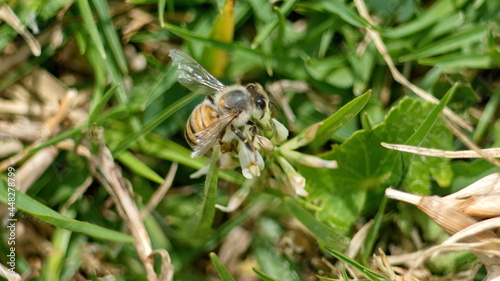 Honey bee on a white clover flower in Cotacachi, Ecuador