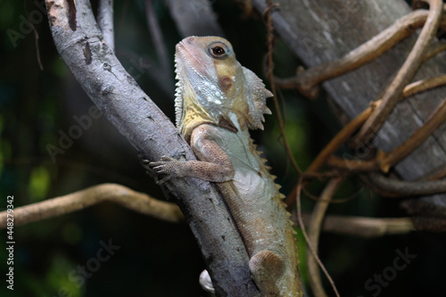 A Boyd's forest dragon perched on a tree branch. Lophosaurus boydii photo