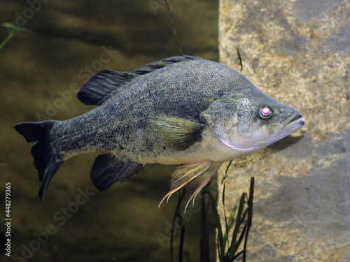 A Smallmouth Bass swimming underwater. Micropterus dolomieu