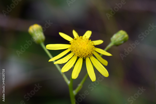 Schmalblättriges Greiskraut // narrow-leaved ragwort, South African ragwort (Senecio inaequidens) photo