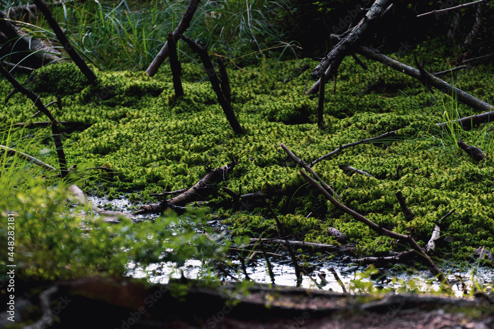 Fototapeta premium Polskie lasy, torfowiska, natura, przyroda, słońce, lato, leśnictwo, zieleń, spokój, wycieczka