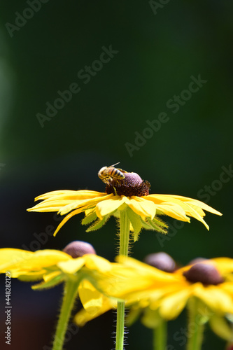 Rudbekia, pszczoła, pyłek, zapylanie, ogród, owad, rośliny