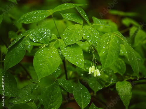 dew on a leaf
