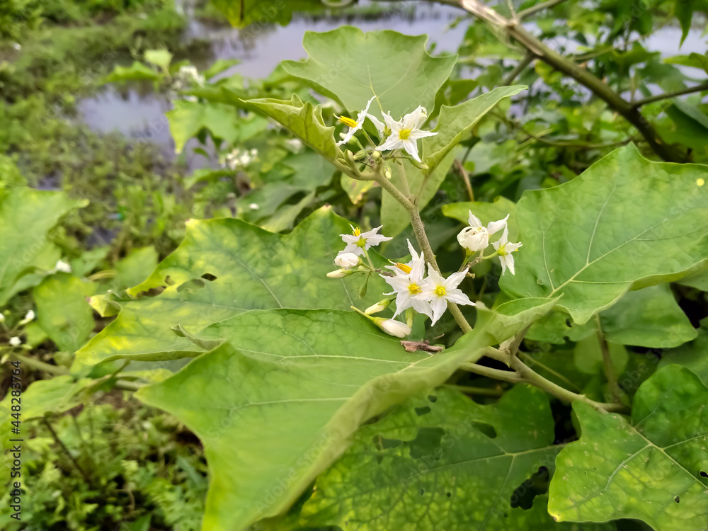 pea eggplant white flower and green leaf