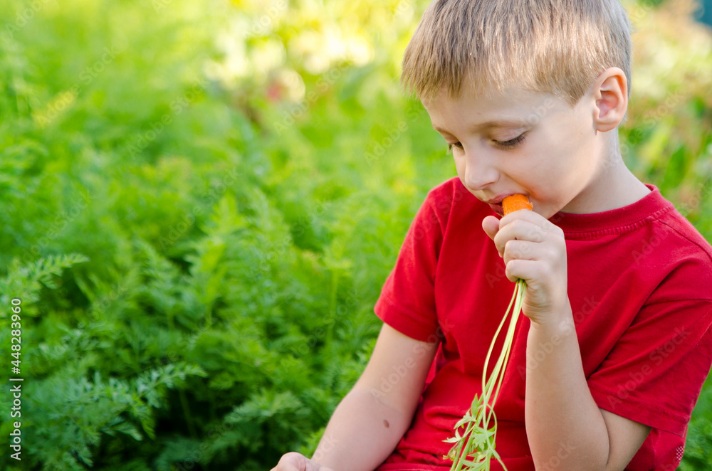Boy harvesting in vegetable bed. Child eating carrot in other hand whole bunch. Outdoor country activities. Boy harvesting in vegetable bed. Child eating carrot in other hand whole bunch. Outdoor country activities.