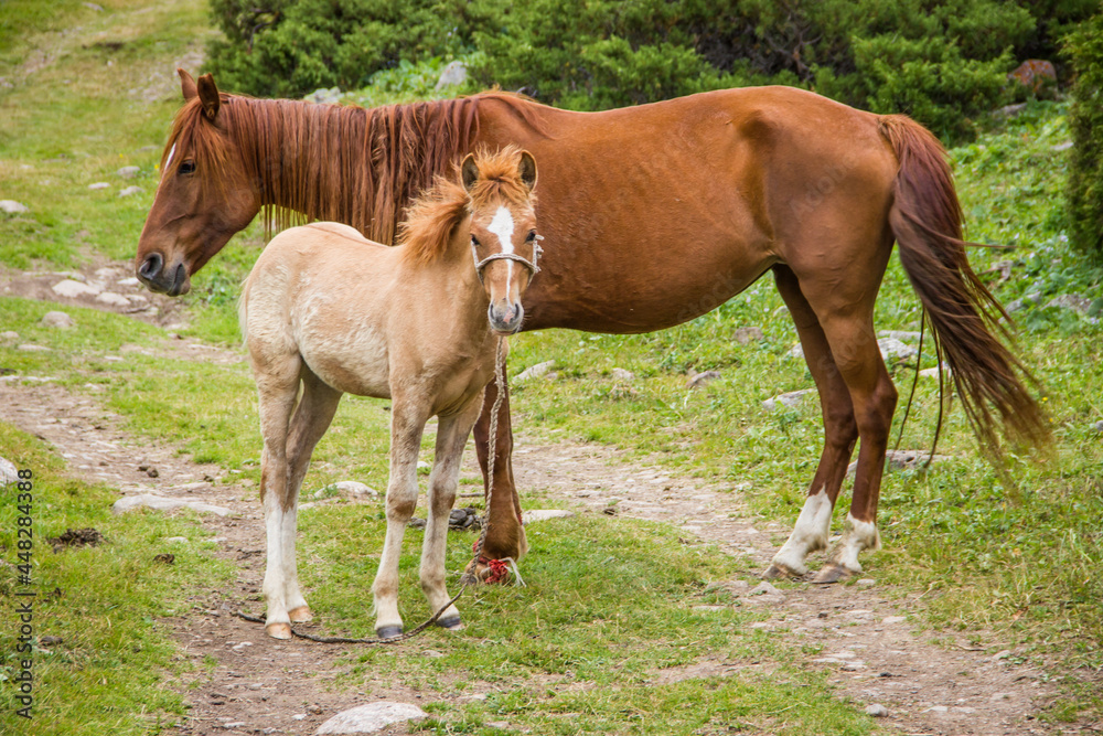 Two beautiful brown horses grazing in the green mountanous area in Kazakhstan Two beautiful brown horses grazing in the green mountanous area in Kazakhstan