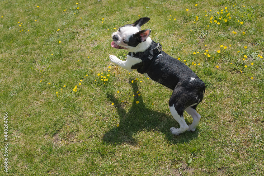 Happy Boston Terrier jumping on grass, smiling, creating a shadow. Happy Boston Terrier jumping on grass, smiling, creating a shadow.