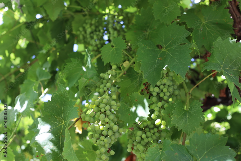 green leaves with unripe grapes in the garden