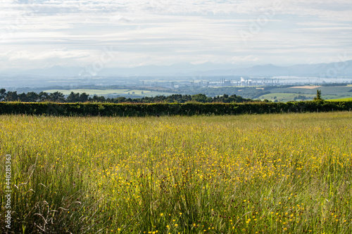 A meadow with summer flowers and far away mountains