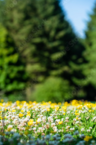 A meadow with colourful summer flowers