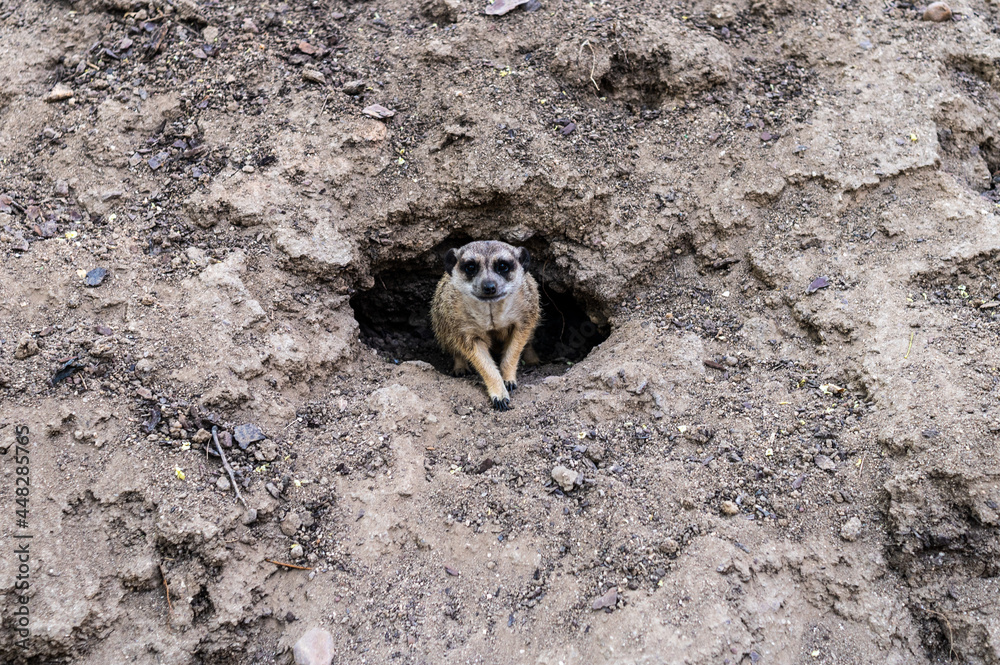 Obraz premium A meerkat or suricate (Suricata suricatta) in its den.