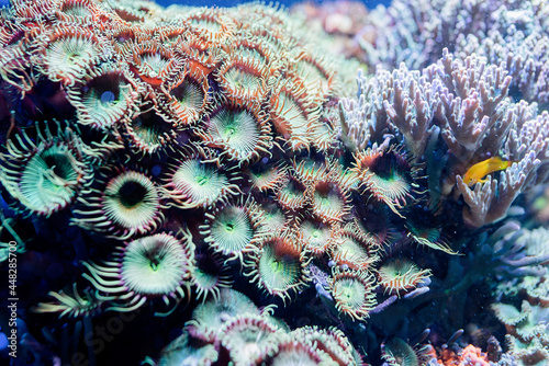 Underwater Image of sea plants and algae in the Sea
