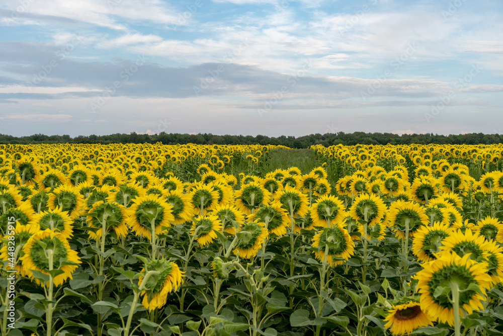 Obraz premium Agricultural field with yellow sunflowers against the sky with clouds.