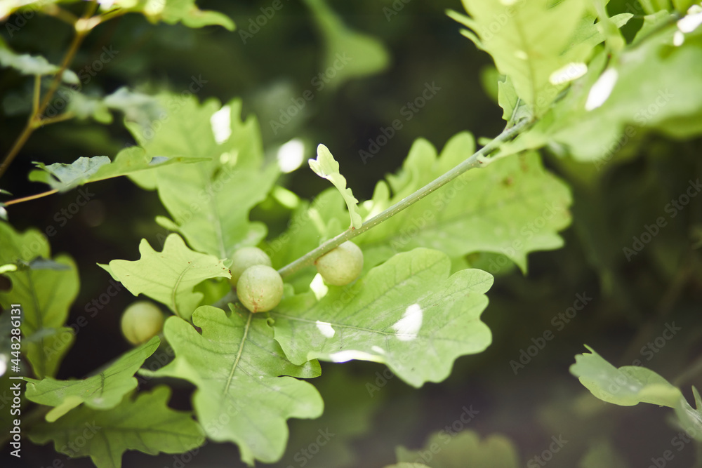 Junge Triebe einer deutschen Eiche, daran frische Eicheln StockFoto