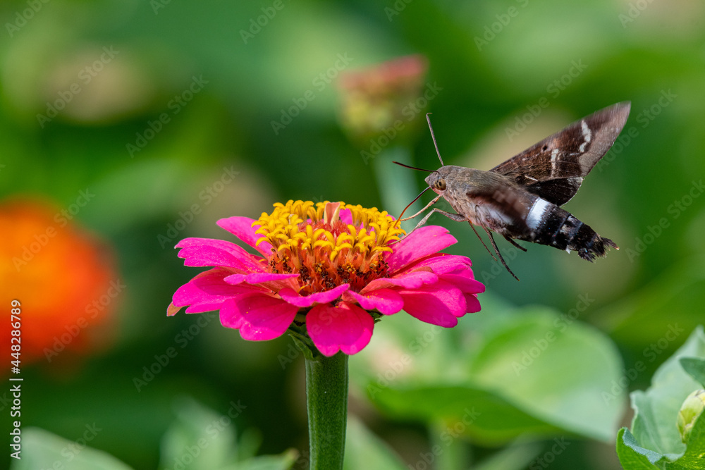 Closeup of a hummingbird moth pollinating a bright pink zinnia flower - Michigan Closeup of a hummingbird moth pollinating a bright pink zinnia flower - Michigan