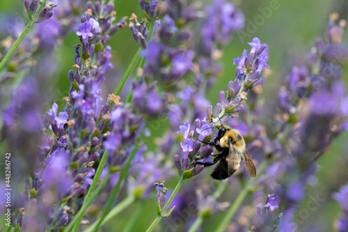 Closeup of a bumblebee pollinating a lavender flower - Michigan