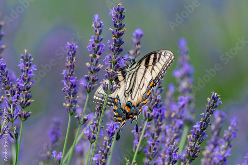 Foto Closeup of a Canada tiger swallowtail butterfly pollinating a lavender flower -