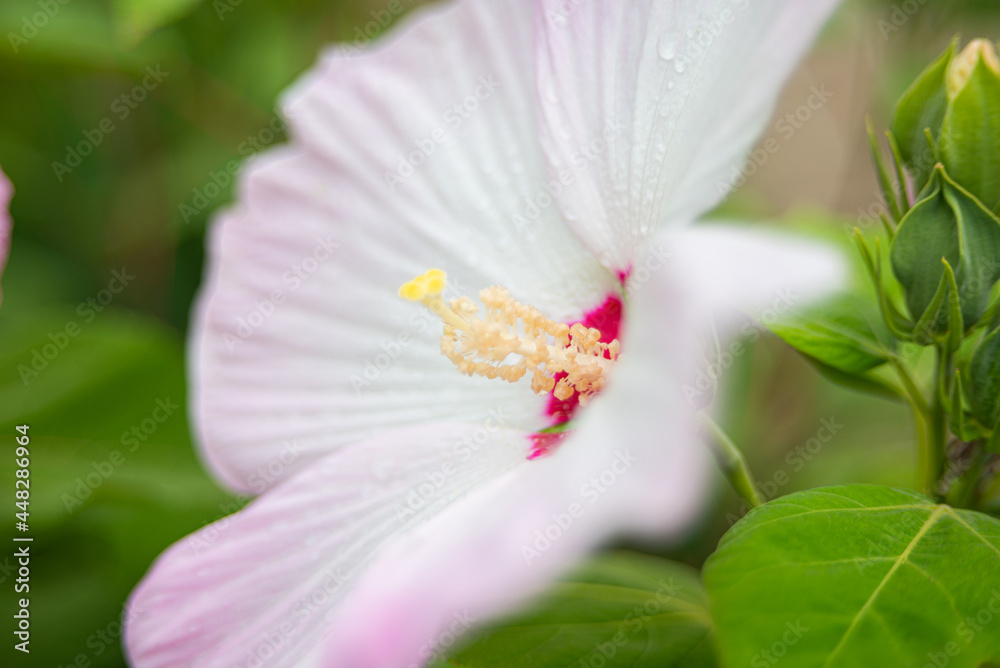 Hibiscus syriacus flower blooming in July Hibiscus syriacus flower blooming in July