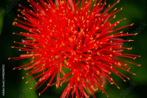 haemanthus blood lily flower blooming garden at July