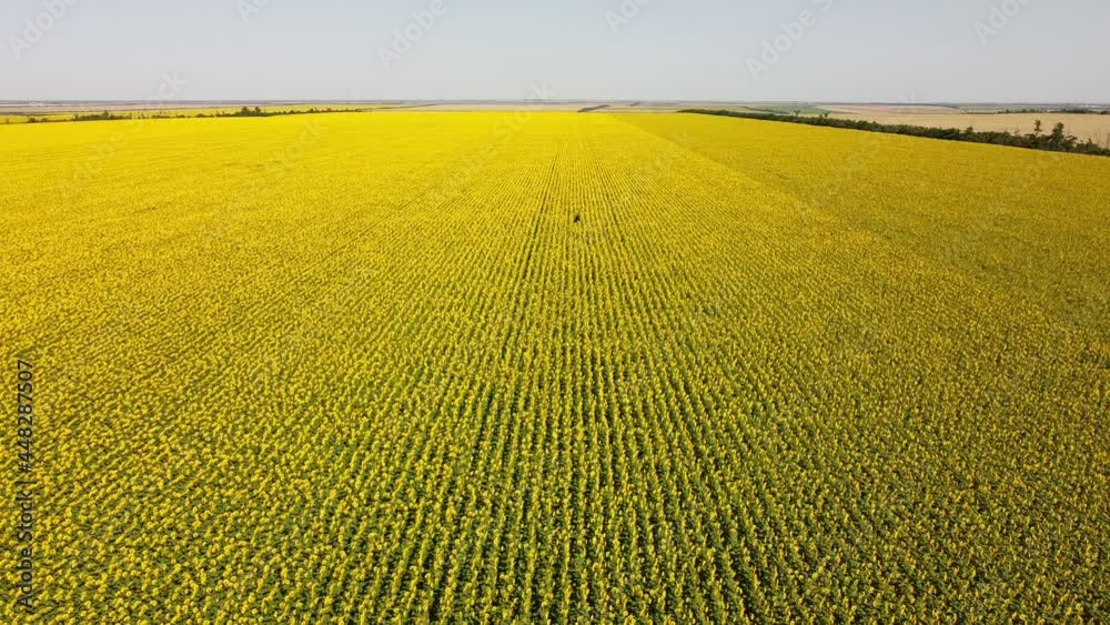 Aerial drone view of a flying over the sunflower field. Rural agricultural landscape. Aerial drone view of a flying over the sunflower field. Rural agricultural landscape.