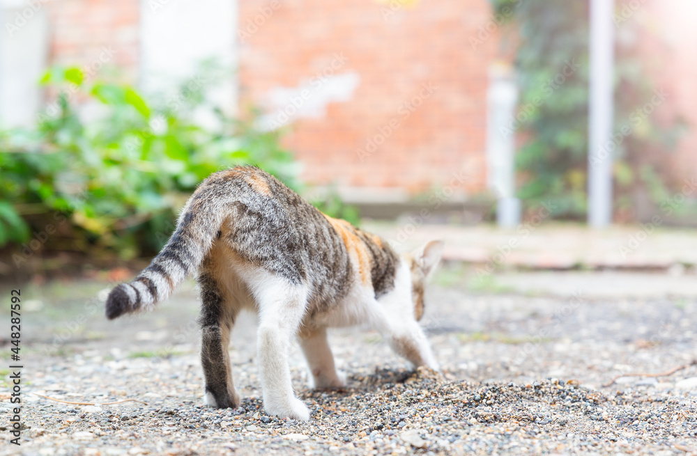 Small gray and white kitten burying its excrements outdoors. Feline cleanliness. A cat sniffing and touching the ground with its paw. Back view.