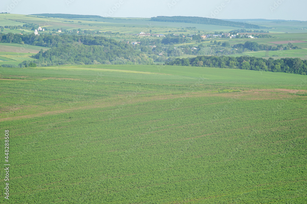 Beautiful summer landscape, green field on a sunny day