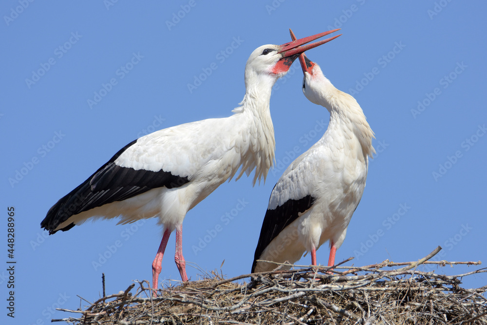 Fototapeta premium Beautiful couple of storks in love. 