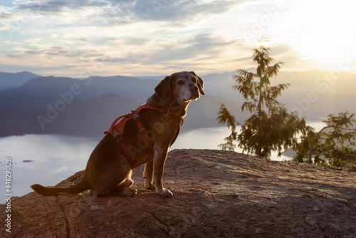 Adventurous little hiking dog on top of a mountain with scenic Canadian Nature Landscape in background. Sunny Summer Sunset. Tunnel Bluffs in Howe Sound, North of Vancouver, British Columbia, Canada. © edb3_16