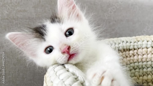 a small and cute kitten in a basket, at home
