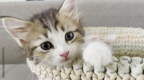 a small and cute kitten in a basket, at home