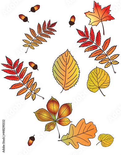 Autumn colorful leaves in pattern