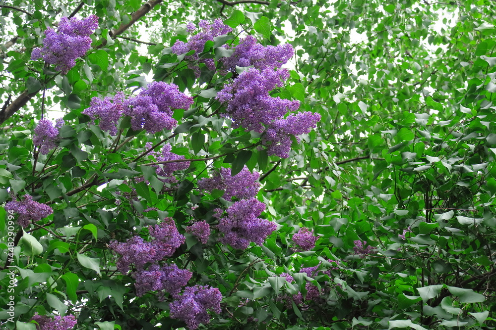 The lilac blossomed on a spring day