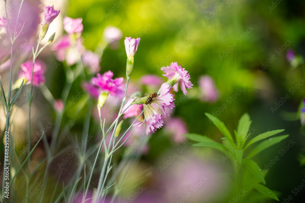 pink flowers pink flowers