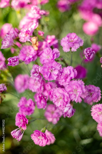 close up of pink flowers © Юлия Вершинина